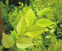 k,唖o:譗?癸34?販榆嚗<乙愺(大圣传三坟五典八索九丘)